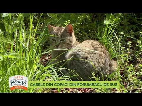 Casele din copaci din Porumbacu de Sus