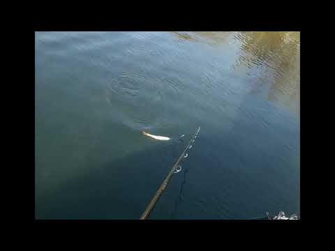 Gen 120 Lures - Glide Action with unpainted lure