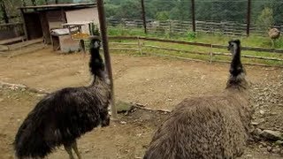 preview picture of video 'ありえない走り方のエミュー.  Emu run like crazy.'