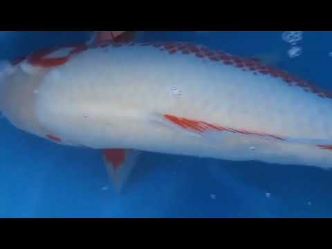 TANAKA SATOSHI YUKI ASAGI 63CM SANSAI FEMALE