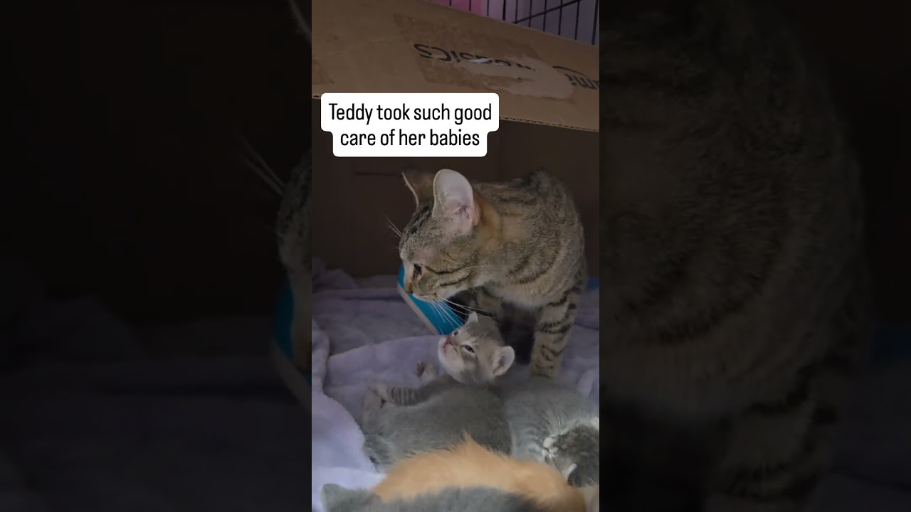 Enlarge Teddy, a Adoptable Domestic Short Hair in San Diego, CA video 2/6