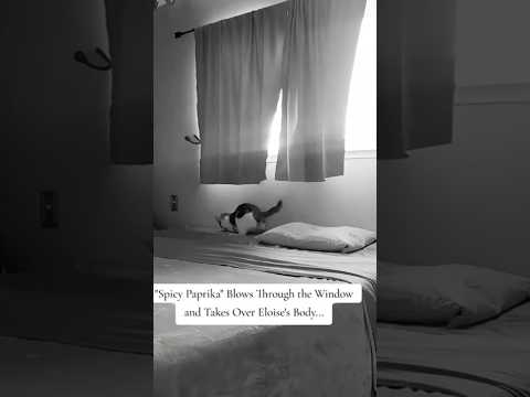 Eloise | An Unexpected Visitor While Making of the Bed #cat #shorts #fyp #pets #workout