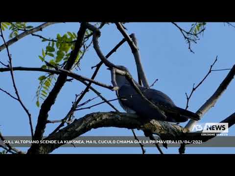 SULL'ALTOPIANO SCENDE LA KUKSNEA, MA IL CUCULO CHIAMA GIA' LA PRIMAVERA | 13/04/2021