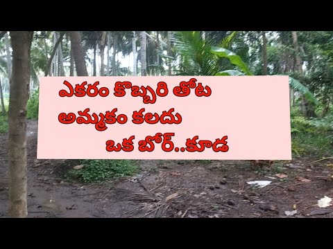  Agricultural Land 1 Acre for Sale in Amalapuram, East Godavari