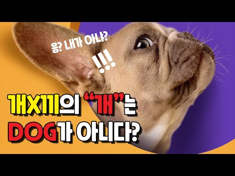 [유튜브] 개새끼의 개는 멍멍이(dog)가 아니다!!
