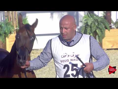 N.25 JAMILAH AL RASHEED - 2019 Qatar International show - Yearling Fillies (Class 1B)