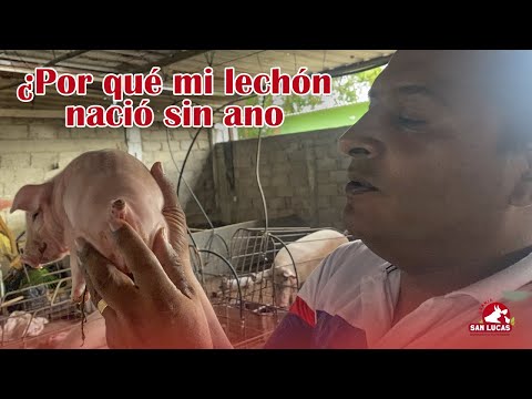 Why are piglets born without an anus? | Granja San Lucas