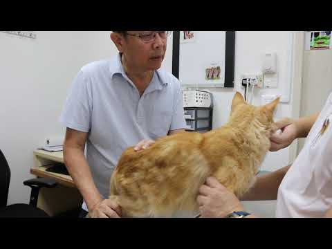 A male  cat passes blood in the urine - FUS