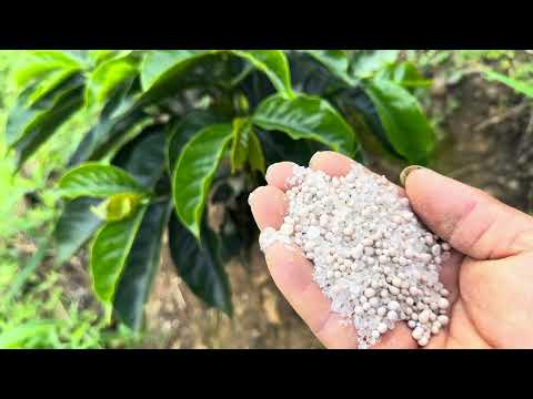 How to fertilize small coffee plants and control some pests.