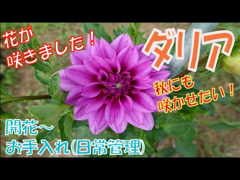 鉢植えのダリア:たくさんの花を咲かせるための植え方と手入れのヒント 植物