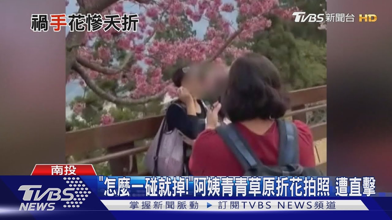 「怎麼一碰就掉」！阿姨青青草原折花拍照　遭直擊