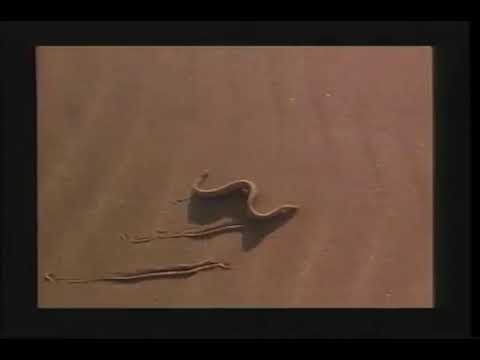 Missing Link Missing Link 1988 Trailer trailer thumbnail