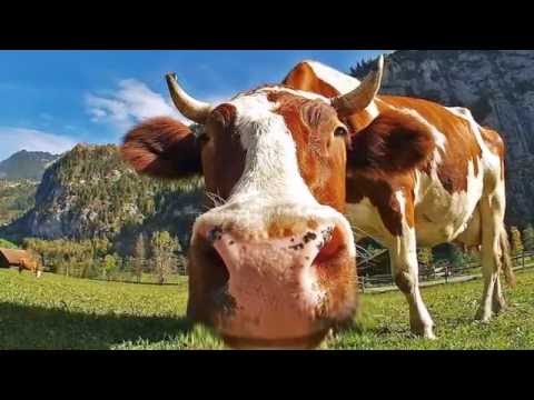 Miniatura de La Fabula de la Vaca