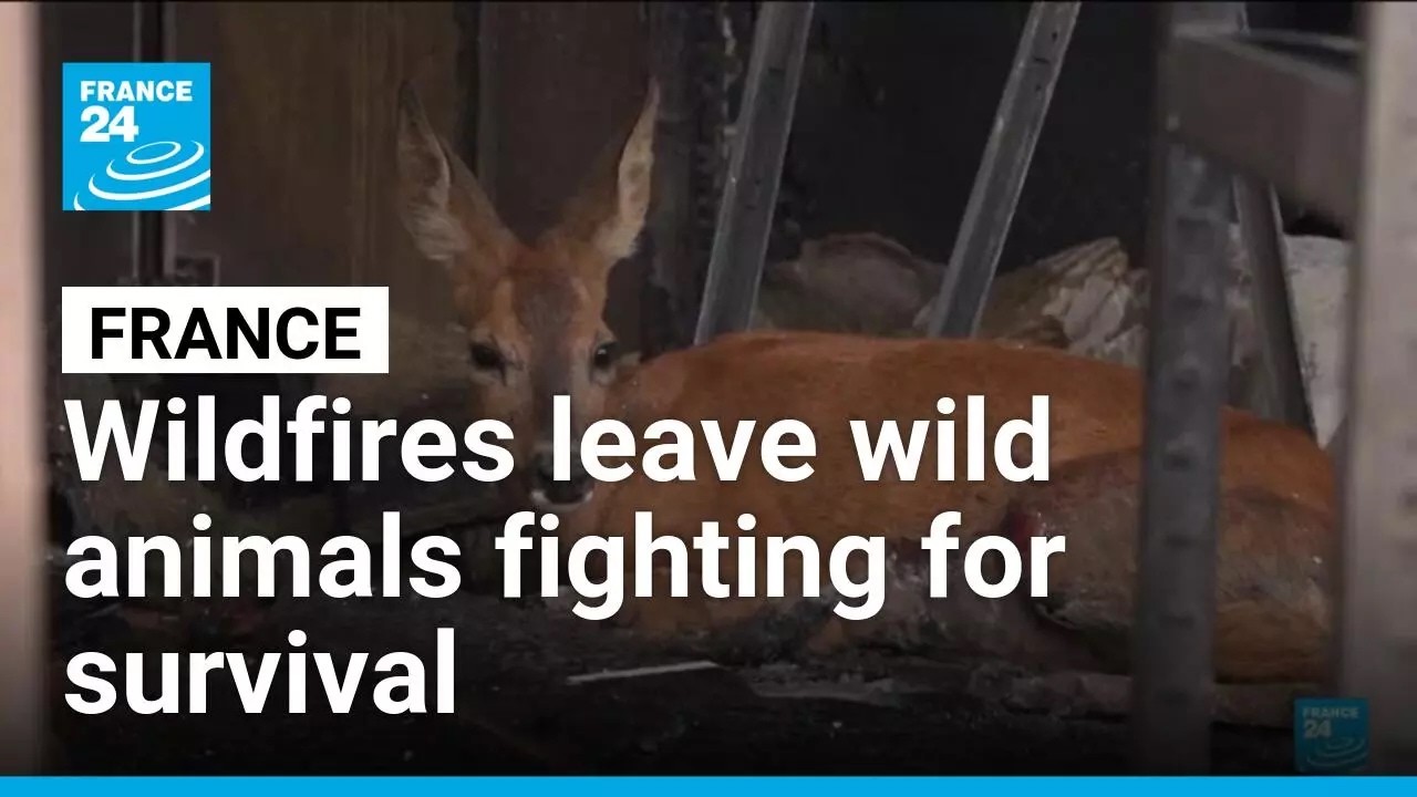 From deer to hedgehogs: Wildfires devastate France's wildlife • FRANCE 24 English