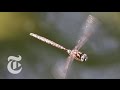 Dragonflies: Dainty but Deadly | The New York Times