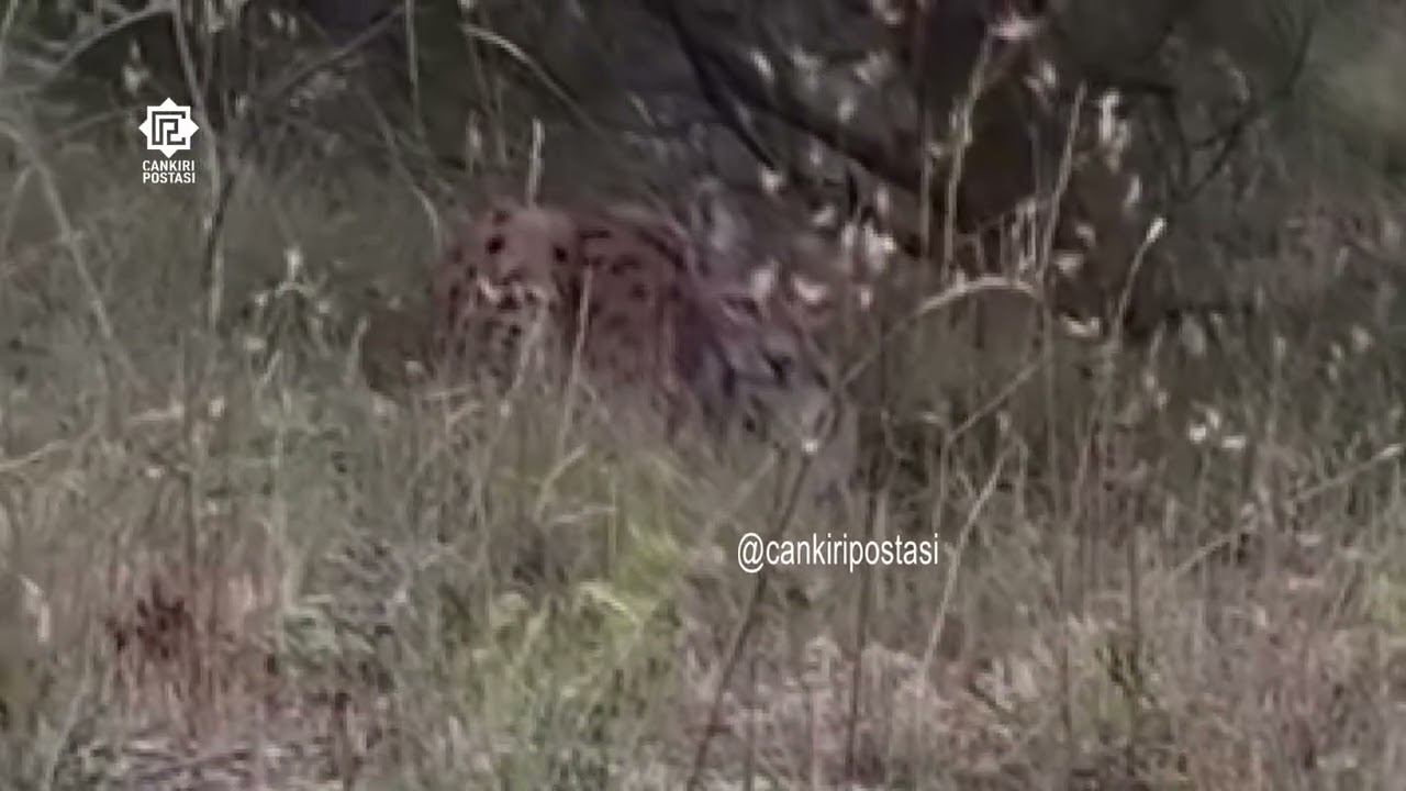 Çankırı'da ender görülen Avrasya vaşağı kameraya yakalandı