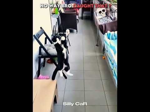 No way bro caught that💀 #cat