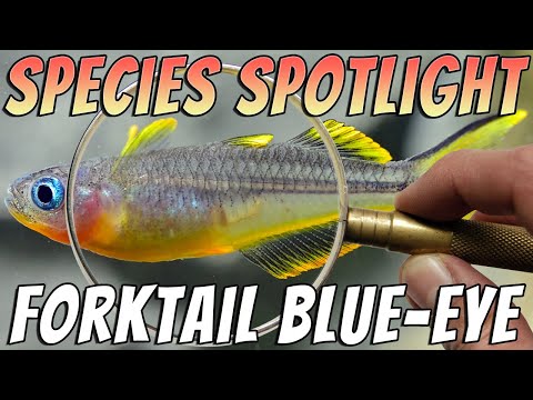 Forktail Blue Eye Rainbowfish (Pseudomugil furcatus)  Freshwater Aquarium Fish Profile & Care Guide