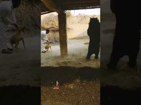 Taring Gultair 🐻 Fighting