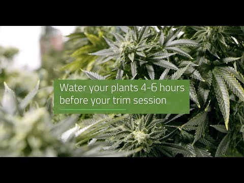 Twister T2 - Optimizing Your First Use:  Wet Trimming