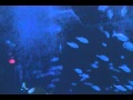 Walt Disney World Epcot The Seas