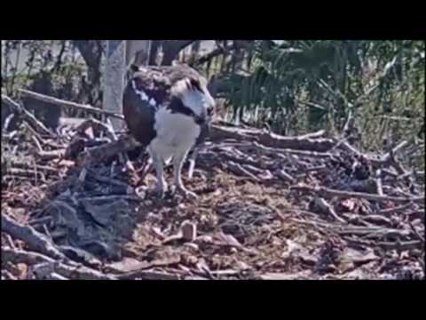 Achieva Osprey Cam ~ Mister Brings a Flounder, But She Takes It Away, Mar 18, 2017