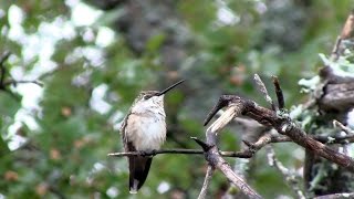 Paluxy River Wildlife