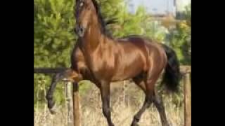 amor salvaje - bronco