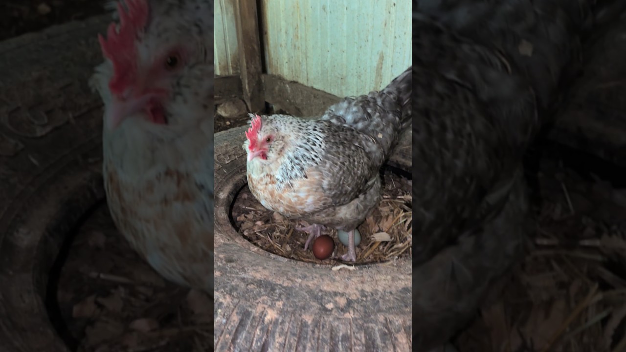 Why Did This Hen Look So Distressed?