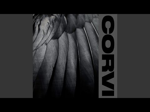 Corvi