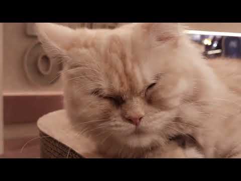 Cat’s Sweetest Moments at Home 🏡 (@Subhansaleemzai )