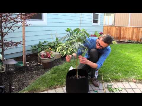 Marijuana plant maintenance: Bending and pruning tutorial