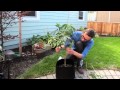 Marijuana plant maintenance: Bending and pruning tutorial
