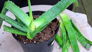 DIY | How To Grow Aloe Vera| Propagate Aloe Vera