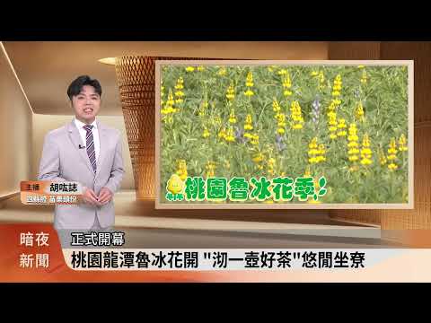 桃園龍潭魯冰花開 「沏一壺好茶」悠閒坐尞