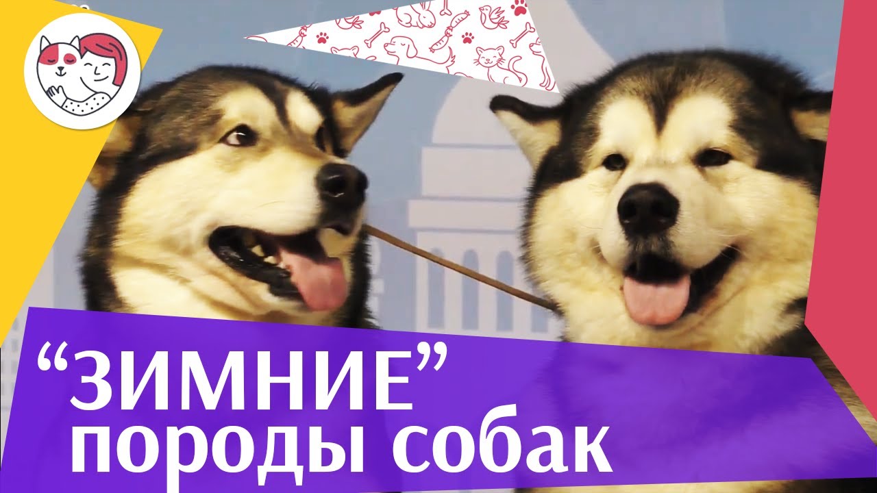 5 пород собак обожающих зиму на ilikepet