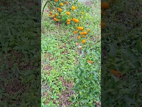 dia de colheita da tangerina Ponkan #cerroazul #paraná #vidanocampo #fazenda
