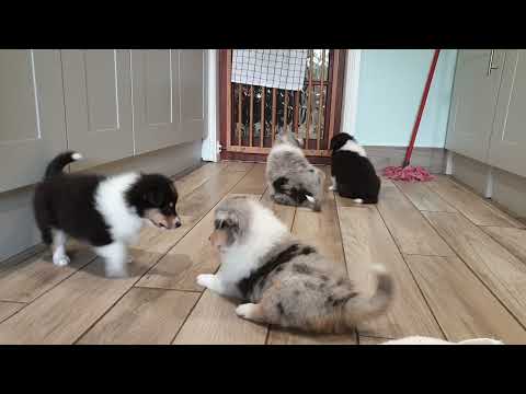 Rough Collie Puppies