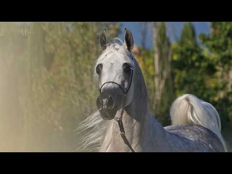 ✨ DA LITTLE PRINCESS ✨⁣ (LAWRENCE EL GAZAL x DA JUSS'DIVA), 2015 Mare