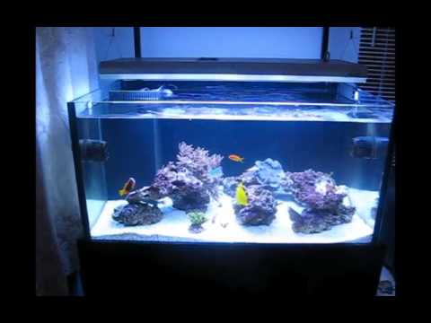 Rimless Braceless SPS Reef Tank