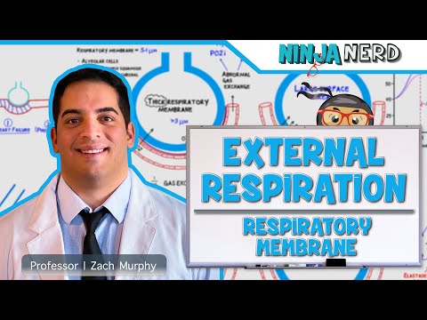 Respiratory Half Head Anatomy