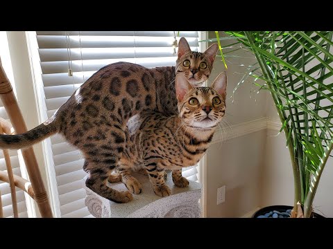 I made a scratching post for my bengal cats