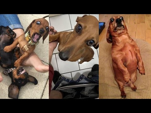 Dachshunds Being Very HILARIOUS and CUTE 🫠🤧 || Dachshund Compilation 