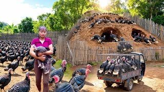 500 Days Harvesting Turkeys on Farm, Using 3-Wheeled Truck Transport Big Turkeys Go to Market Sell