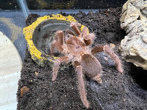 Sklípkavec kráľovský (Pelinobius muticus) — terárium, kŕmenie a správanie