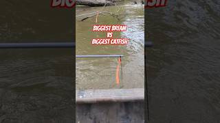 Biggest Bream VS Biggest Catfish!!! #bankpoles #outdoors #viral #howto #fishing #shorts #viralvideo