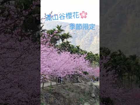櫻花盛開 雲林草嶺 #青山坪 台灣景點