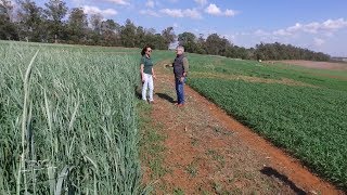 Rotação de culturas com plantas comerciais ajuda a manter o solo conservado