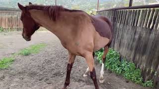 Horse reaction to Stinging nettle
