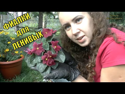 ФИАЛКИ для ЛЕНИВЫХ. Много ЦВЕТОВ / Семья Фетистовых